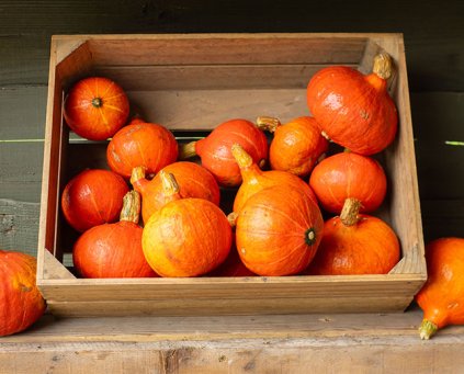 Squash [Uchiki Kuri][default]