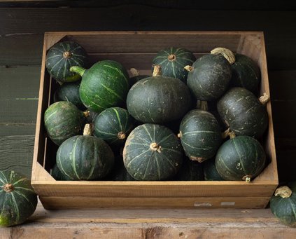 Squash [Green Hokkaido]