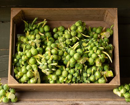 Brussels Sprout Stalk