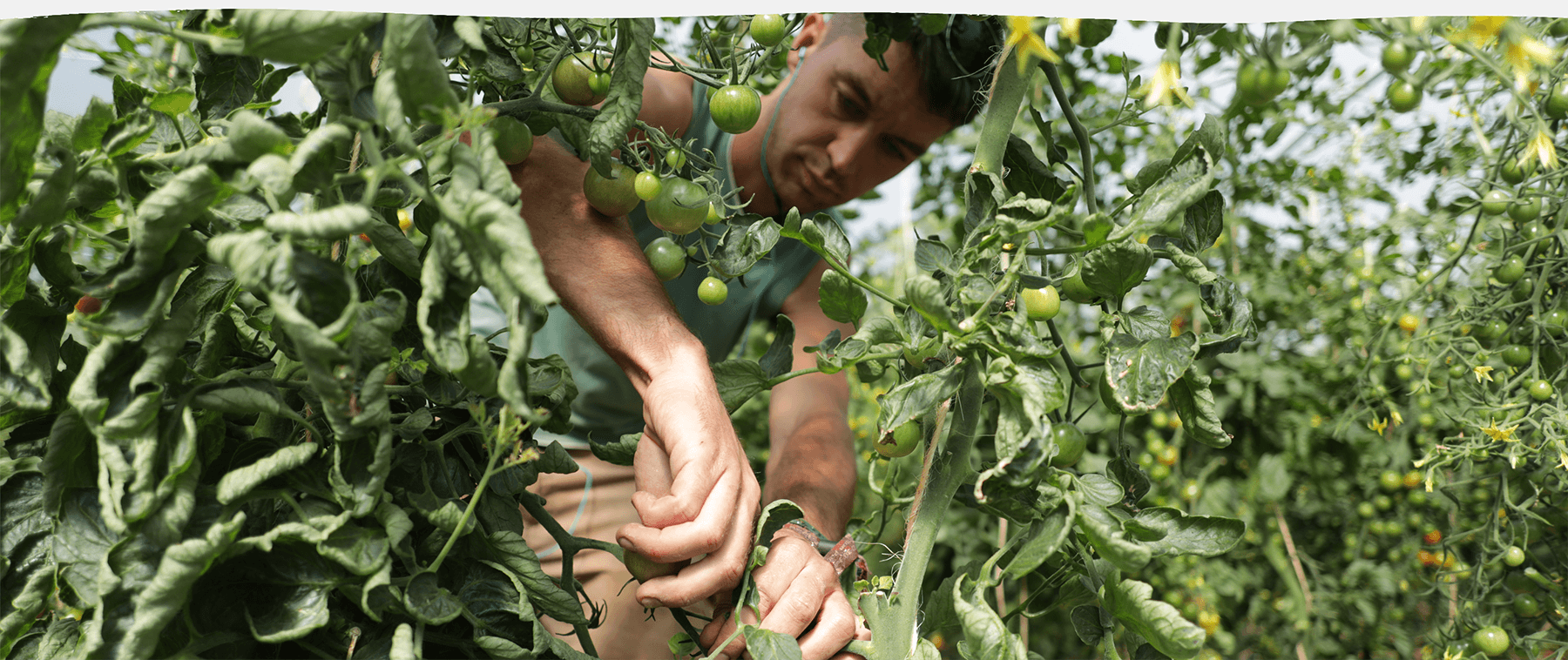 volunteer working with tomato plants