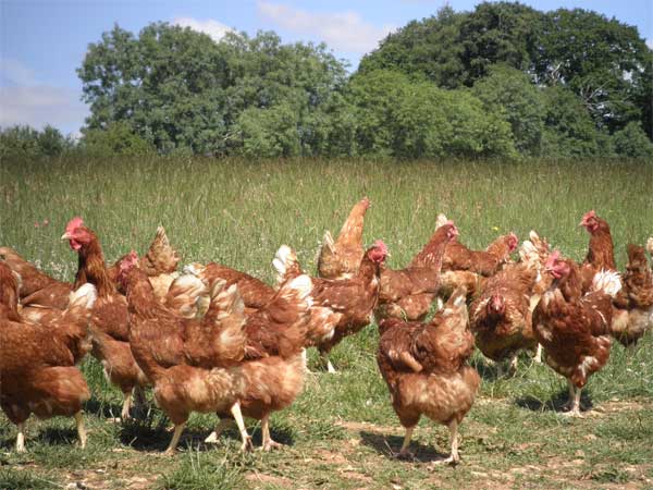 You can now order eggs from us too!