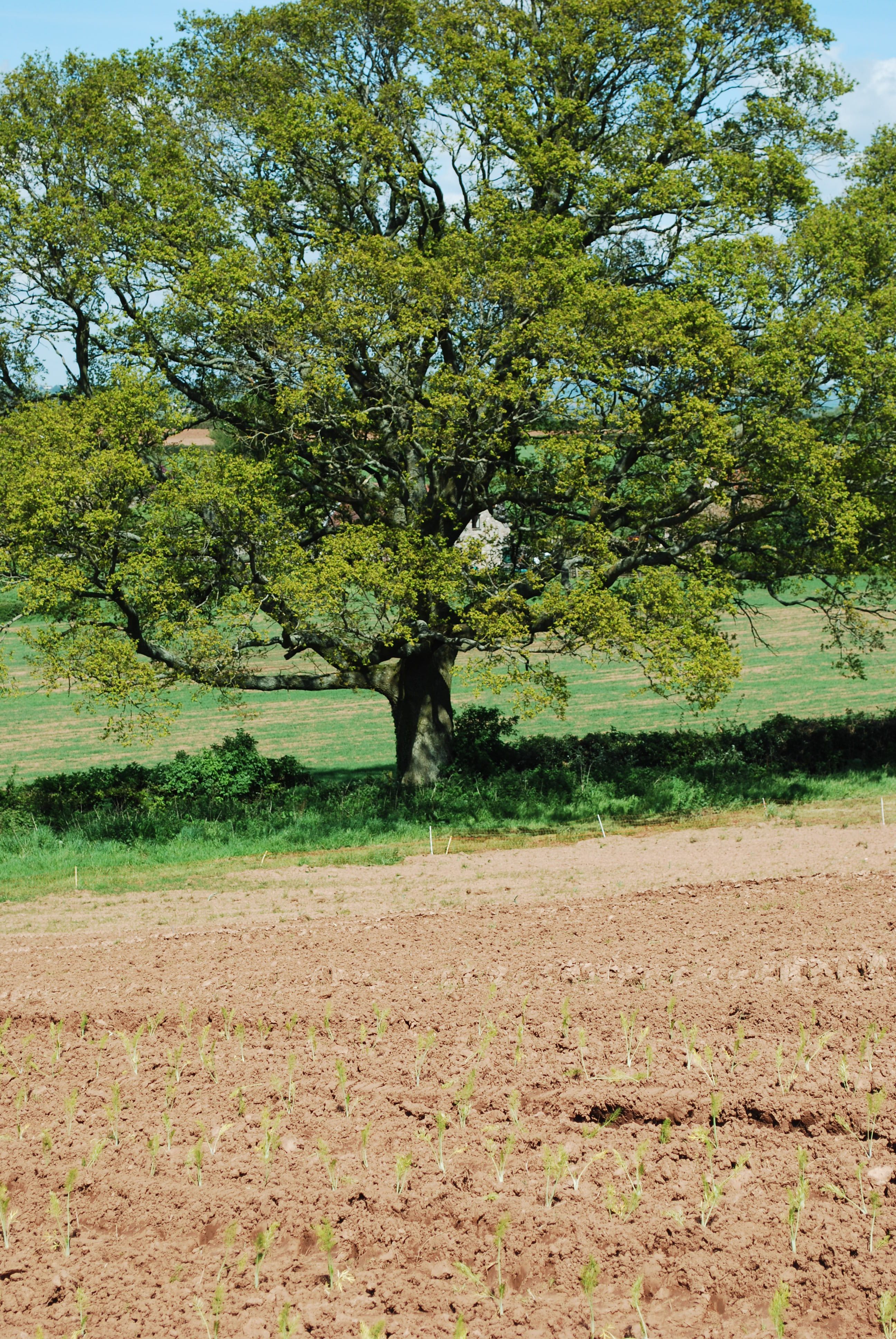 Community Farmer Day Saturday 12 May 2012