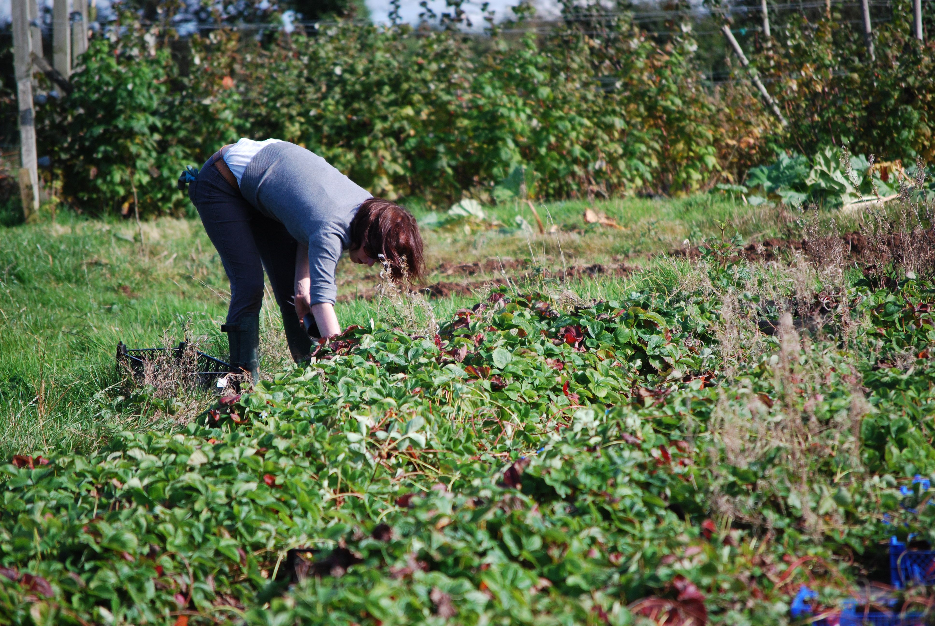 Community Farmer day and our scarecrow!
