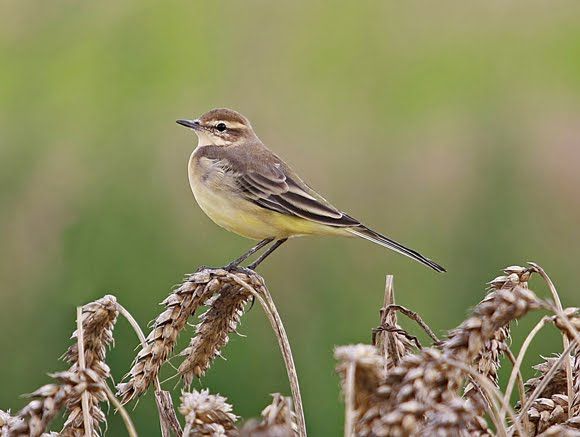Yellow wagtail