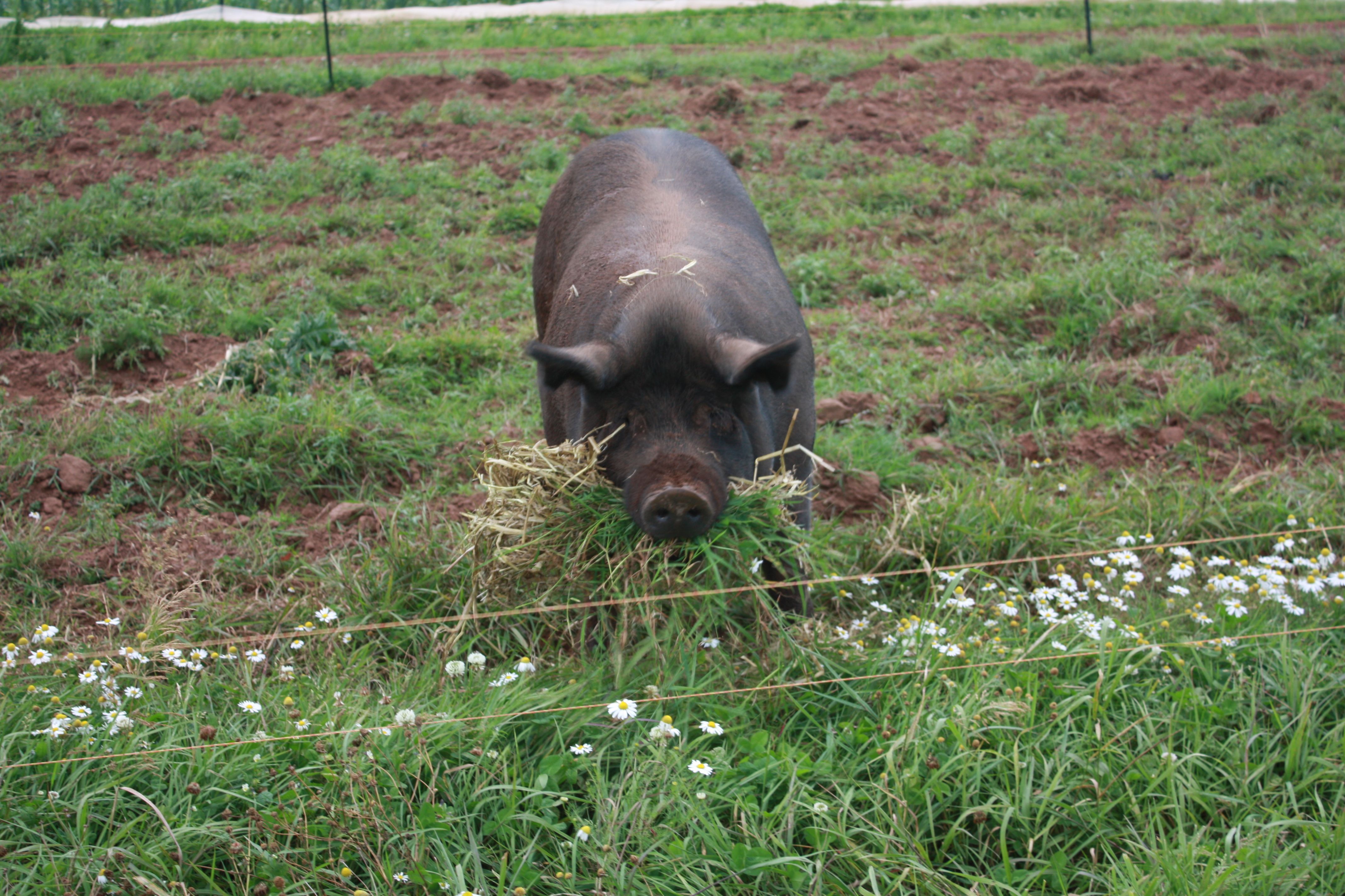 Our free-range organic pork - your last chance to buy