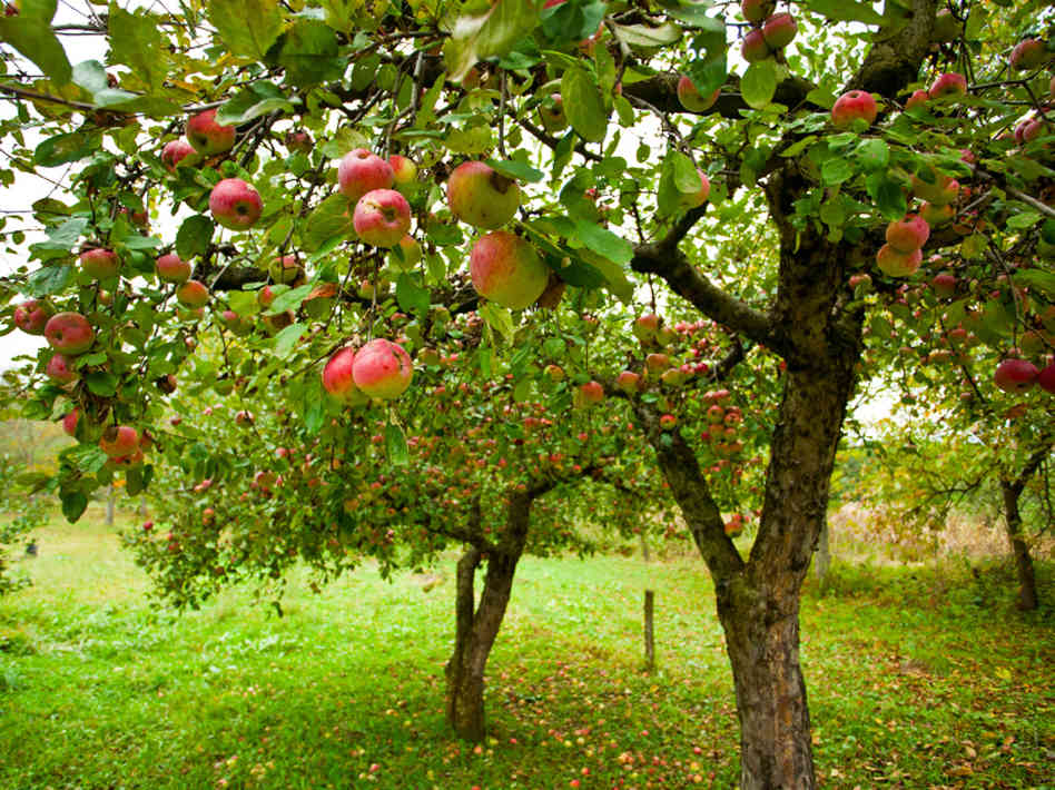The Community Farm goes Fruity!