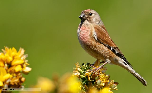 Parallel Lives - Farmland Bird Count