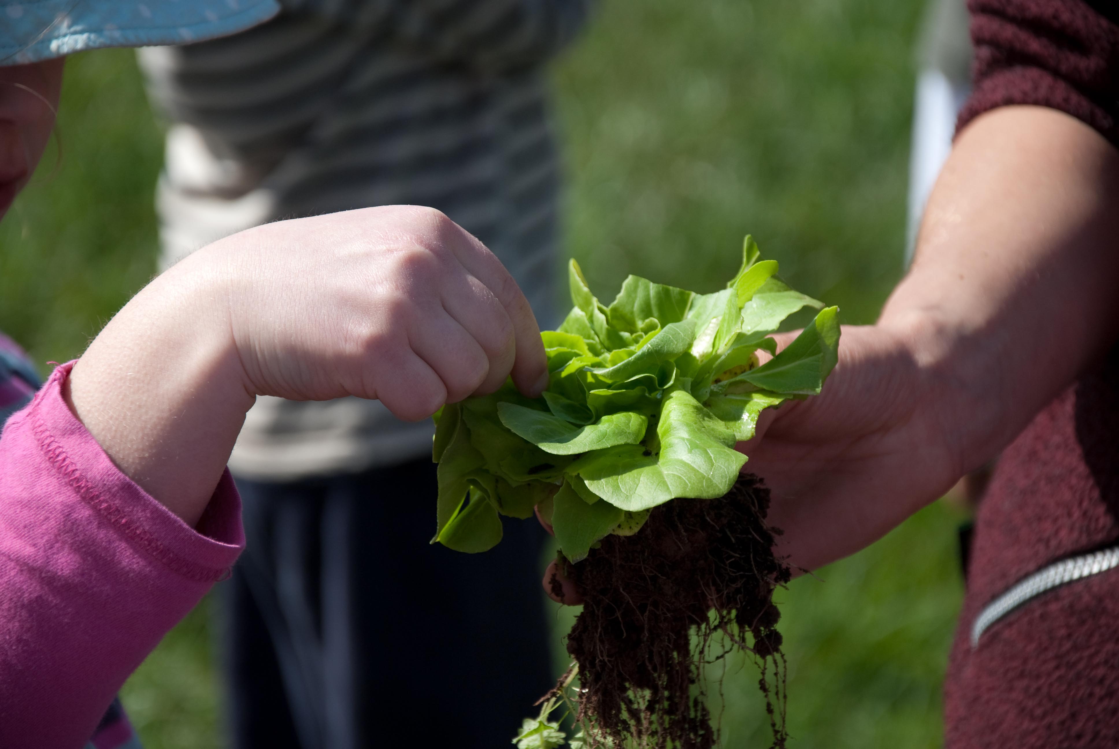 Farm Explorers - Activity Day