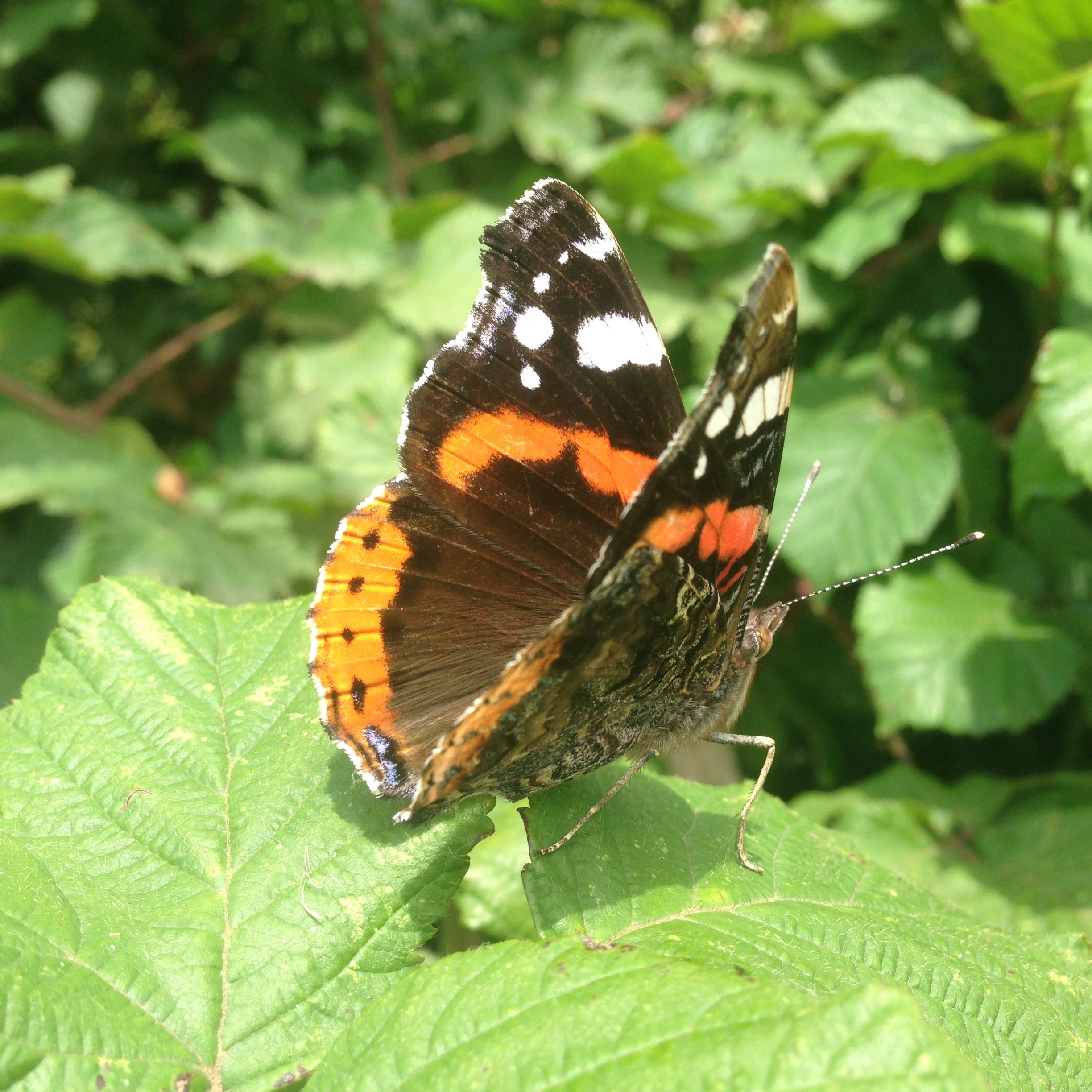 The Big Butterfly Count