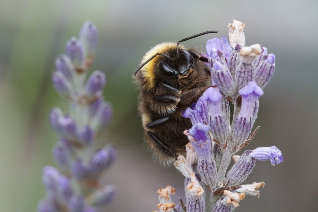 Going wild for bees