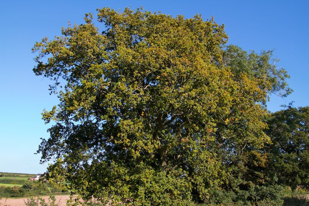 Go on - be a tree hugger