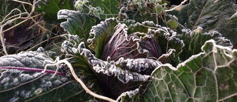 News from the farm: December 2015