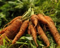 Vegetable of the month: Carrot