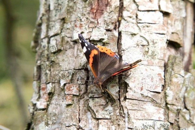 News from the farm: wildlife friendly farming 