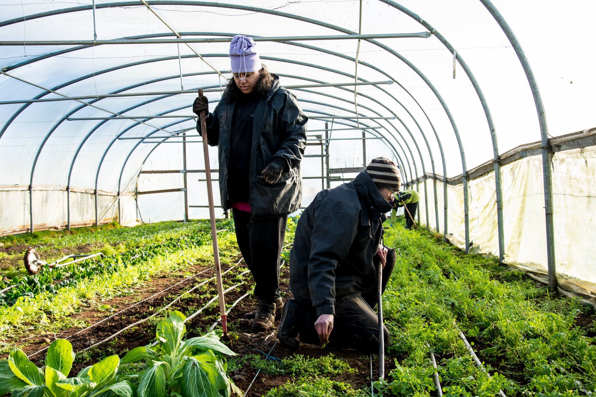 There is a vegetable crisis but it is not what it seems