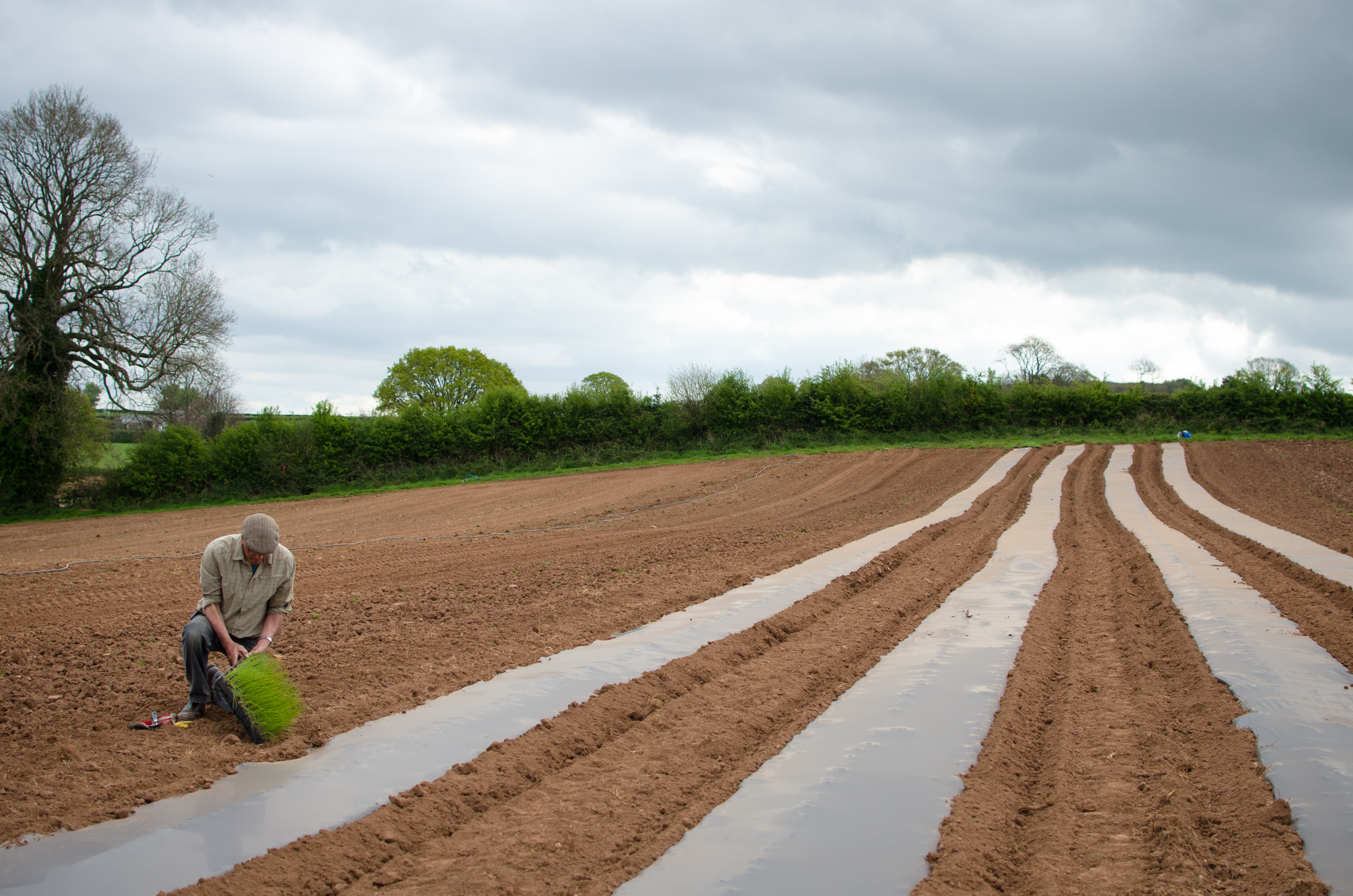 News from the farm July - mind the hungry gap