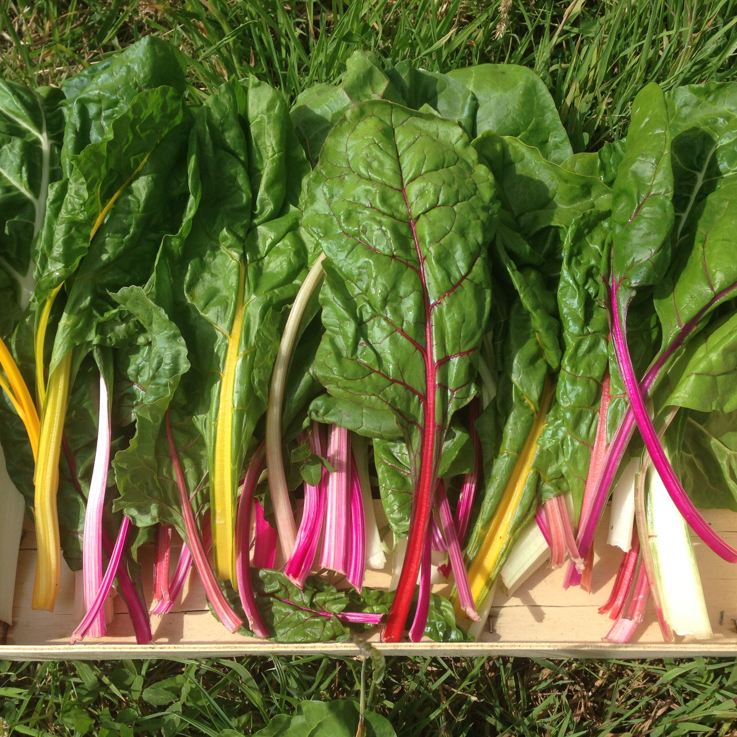 Veg of the month - Rainbow Chard 