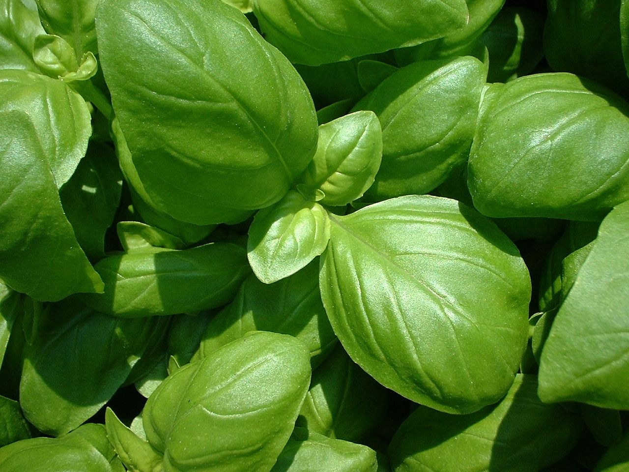 Veg of the Month: Basil