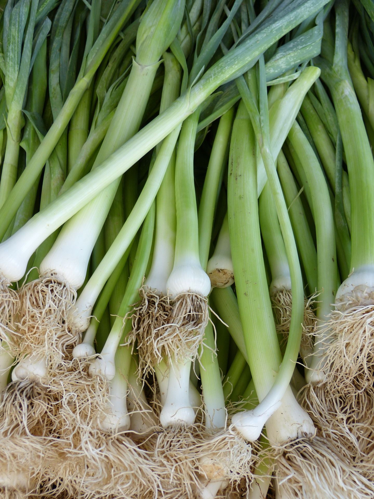 Veg of the Month: Leeks