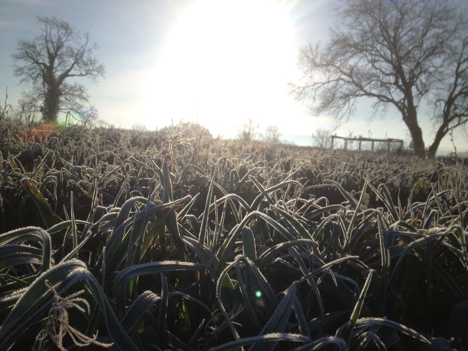 New course: Gardening for Wellbeing