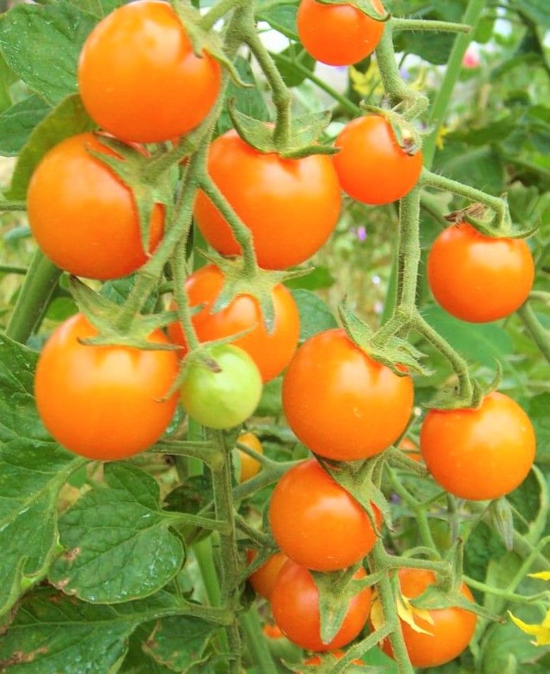 Veg of the month: Cherry Tomatoes