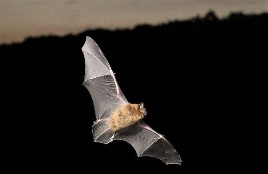 Group catch the 'bat bug' at organic farm