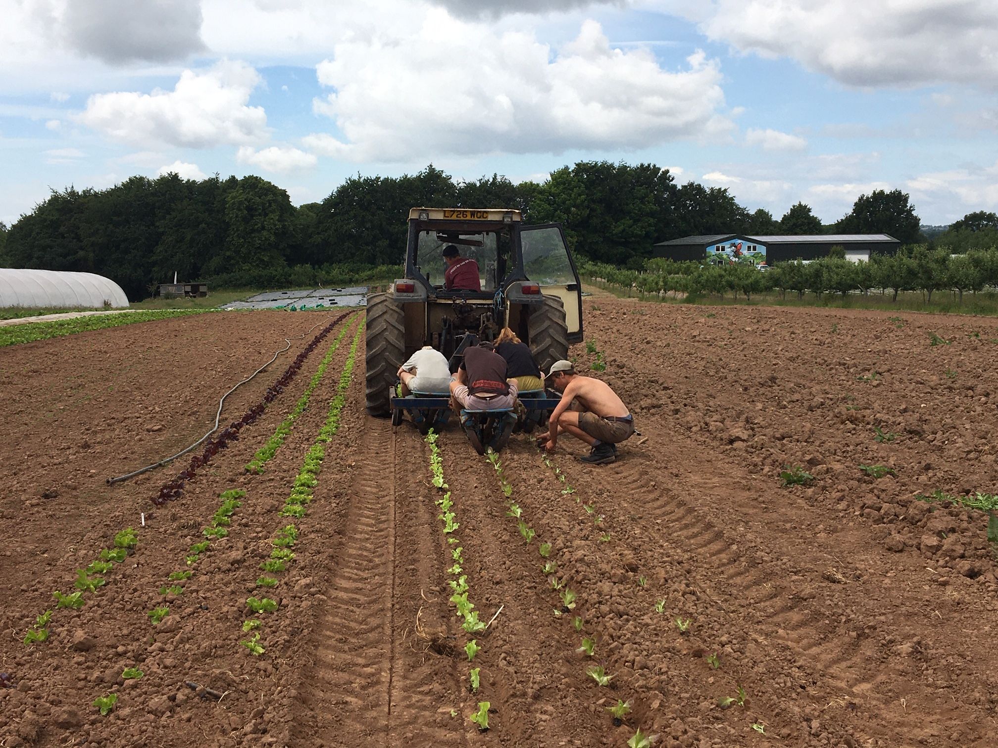 Family on The Farm: a lockdown story