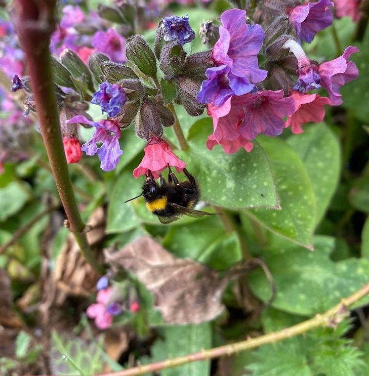 BeeWalks are back!