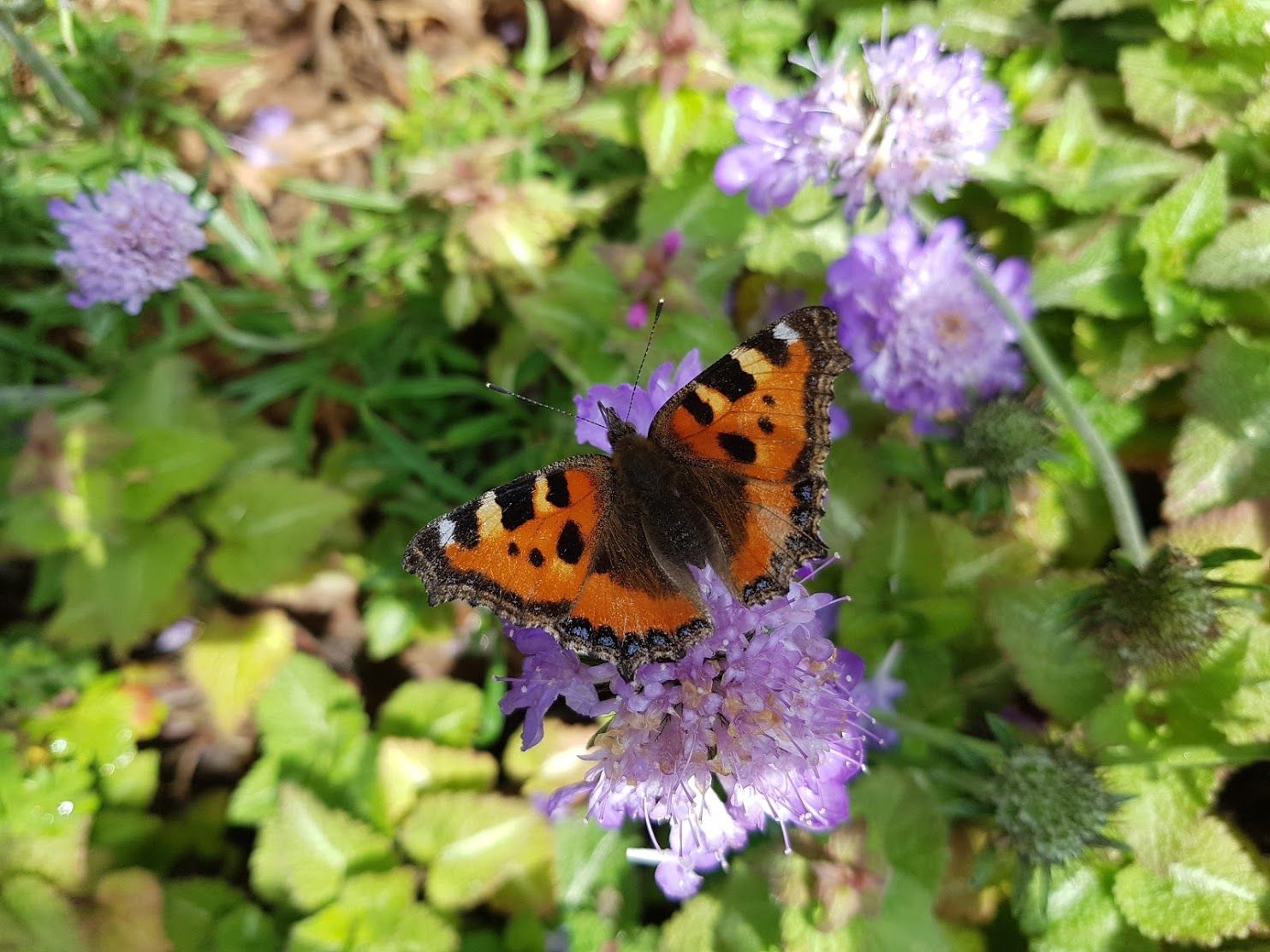 Spring pollinators are out in force