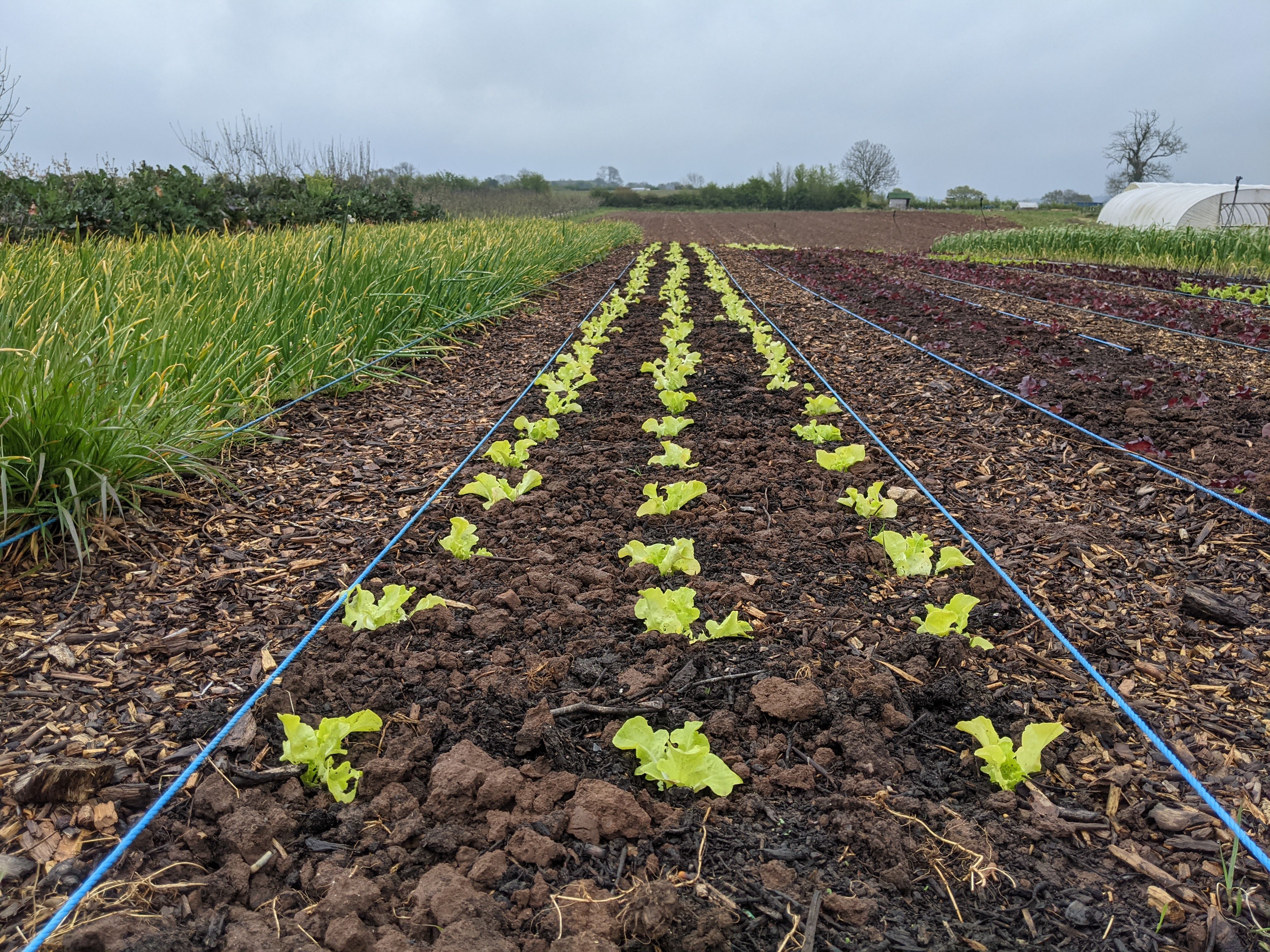 Our Market Garden grows!