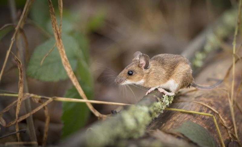 LW wood mice-0445 WEB CU wood mouse