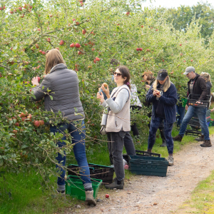 Soil Association - Apple Harvesting. Nov 2025