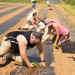 Diligenta - planting the squash. July 2025