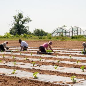 Diligenta - planting the squash. July 2025