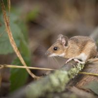 LW wood mice-0445 WEB CU wood mouse